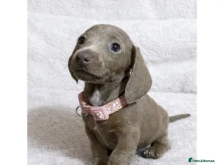 Miniature Dachshund dogs Miniature dachshund puppies - Advert 18