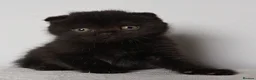 Scottish Fold cats for sale: Wonderful kittens - Advert 3