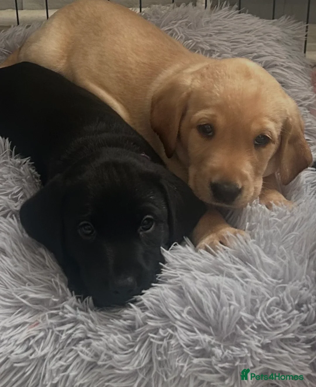 Labrador Retriever dogs for sale: Ready now litter of KC reg Labrador puppies  - Advert 1