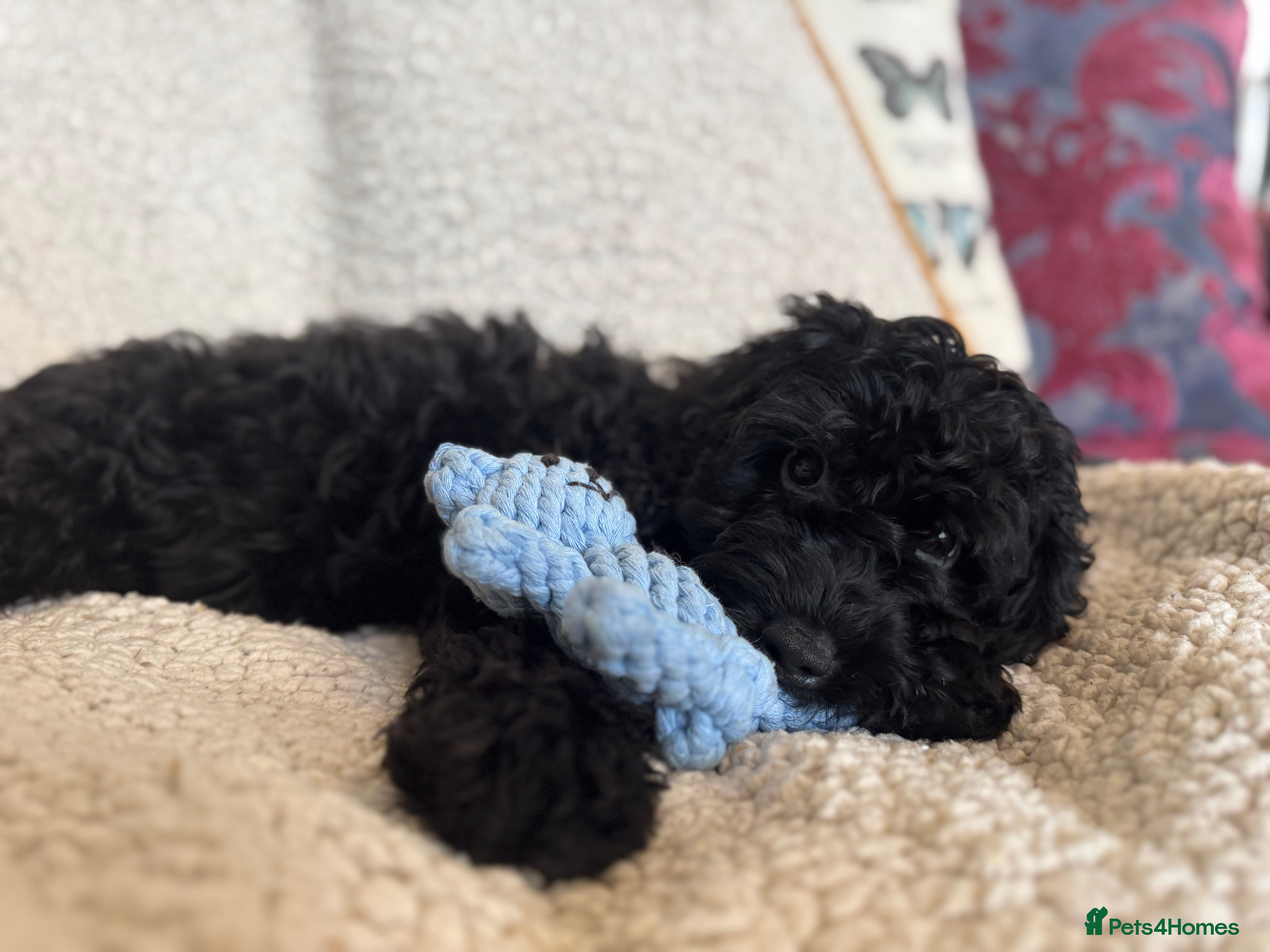 Cockapoo dogs *READY TO LE F1 cockapoo-health tested parents - Advert 1