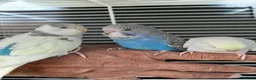 Budgerigars birds for sale: Super silly hand tamed baby budgies  - Advert 4