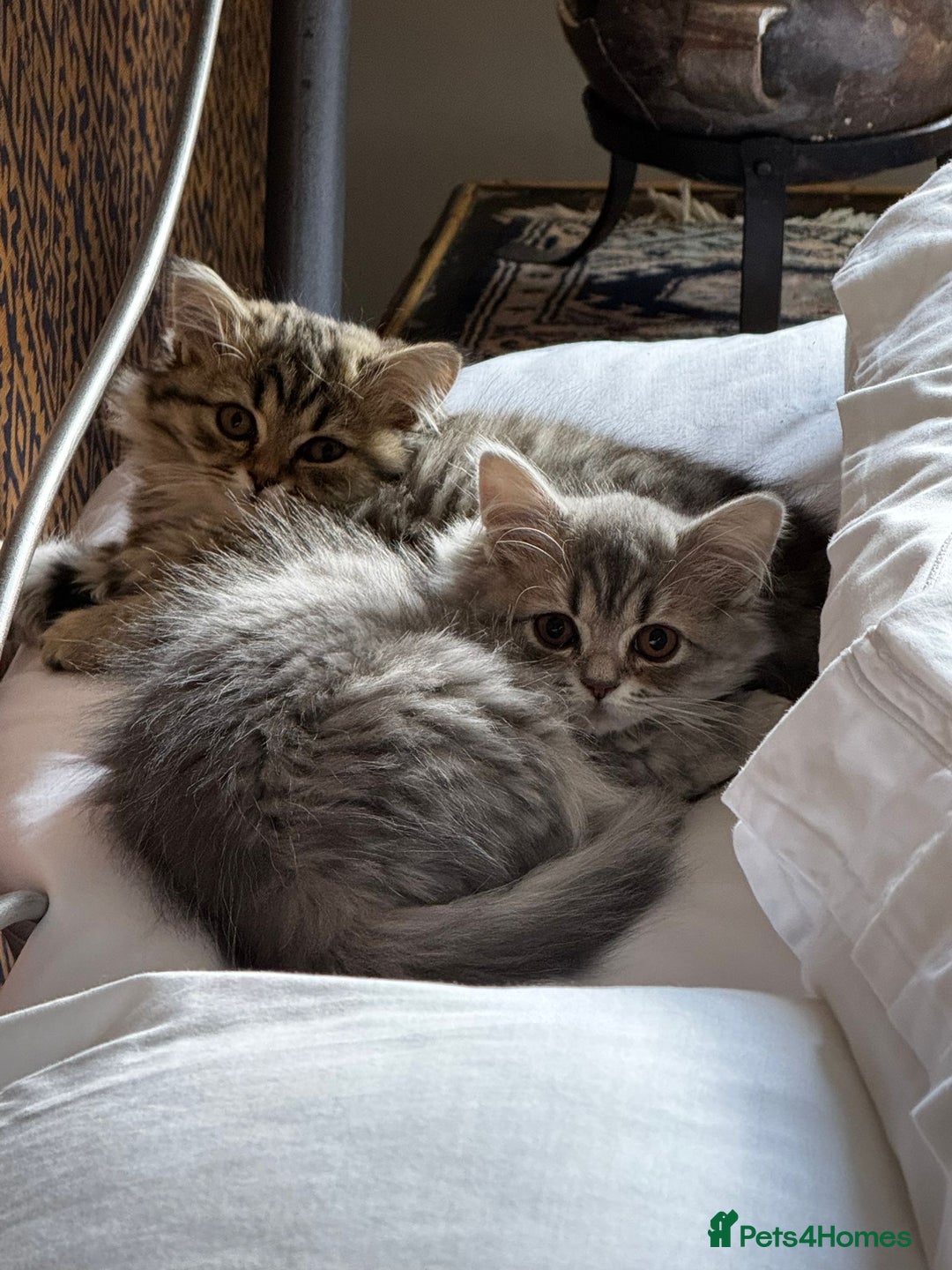 British Longhair cats for sale: Two beautiful longhaired tabby girls - Image 1