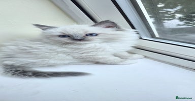 Ragdoll cats - Advert 5