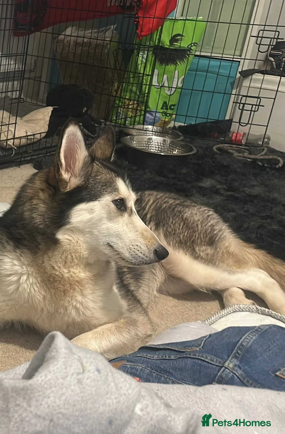 Shepsky dogs for sale: shepsky puppy - Advert 4
