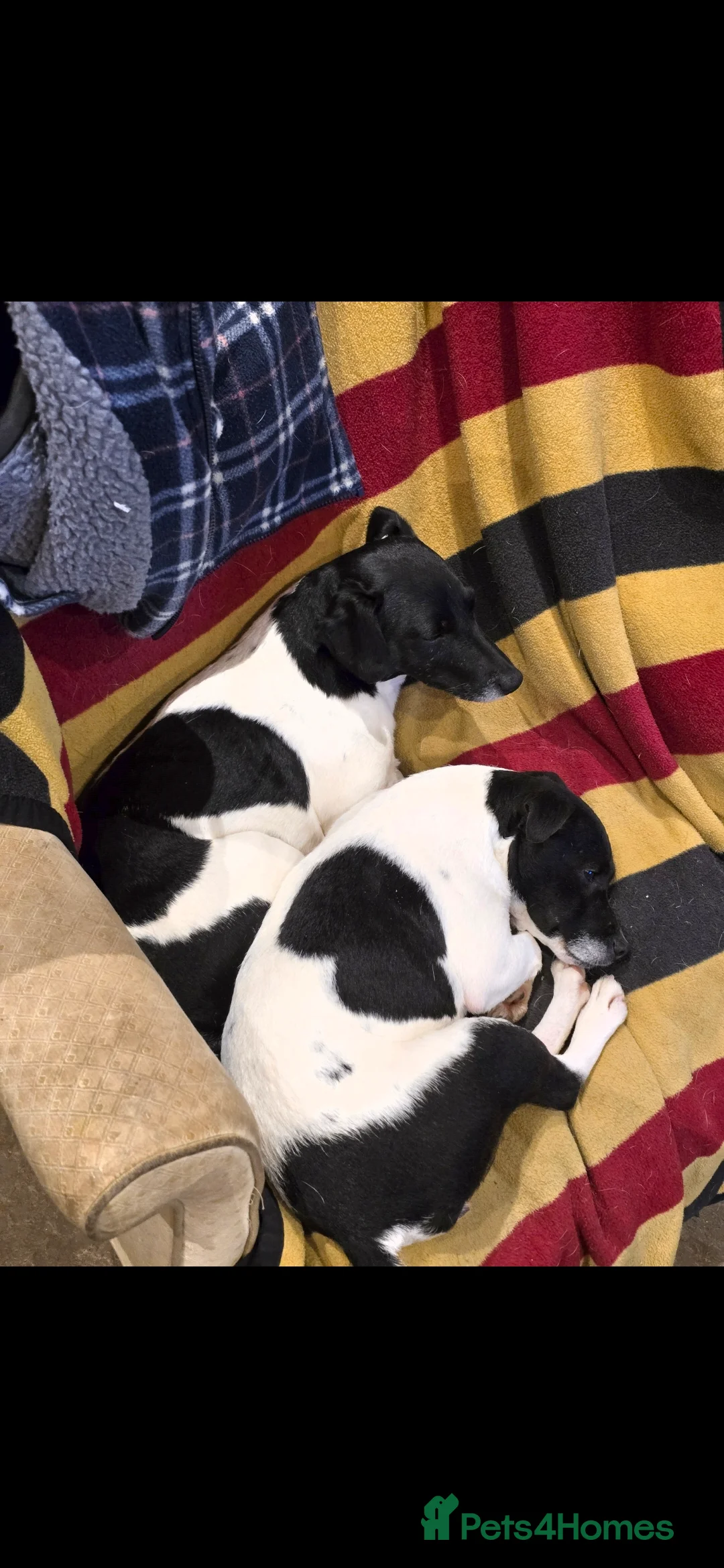 Jack Russell dogs for sale: Terrier female. - Advert 2