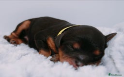 Cavapoo dogs for sale: Extensively Health tested Rare F1 Cavapoos - Image 17