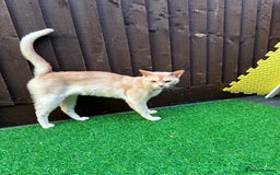 Abyssinian cats for stud: Champion lines Aby Red-Silver boy for stud in Romford - Image 13