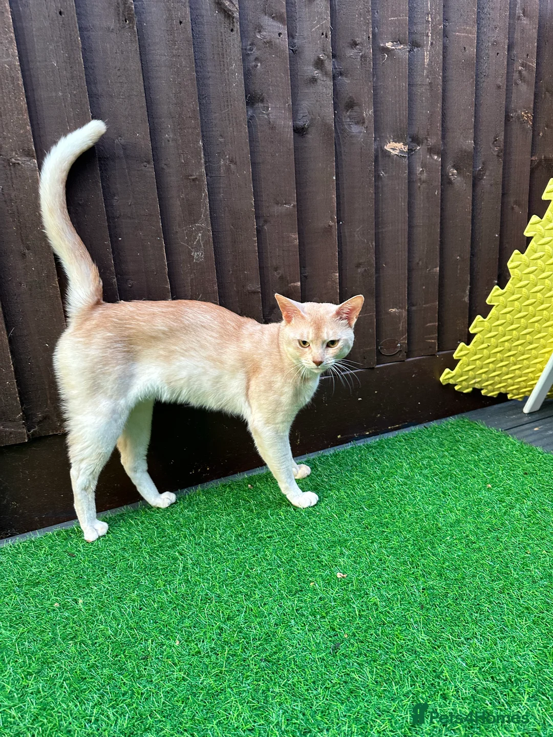 Abyssinian cats for stud: Champion lines Aby Red-Silver boy for stud in Romford - Advert 13