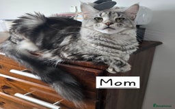 Maine Coon cats for sale: Last male Maine coon kitten READY European lines  - Image 9