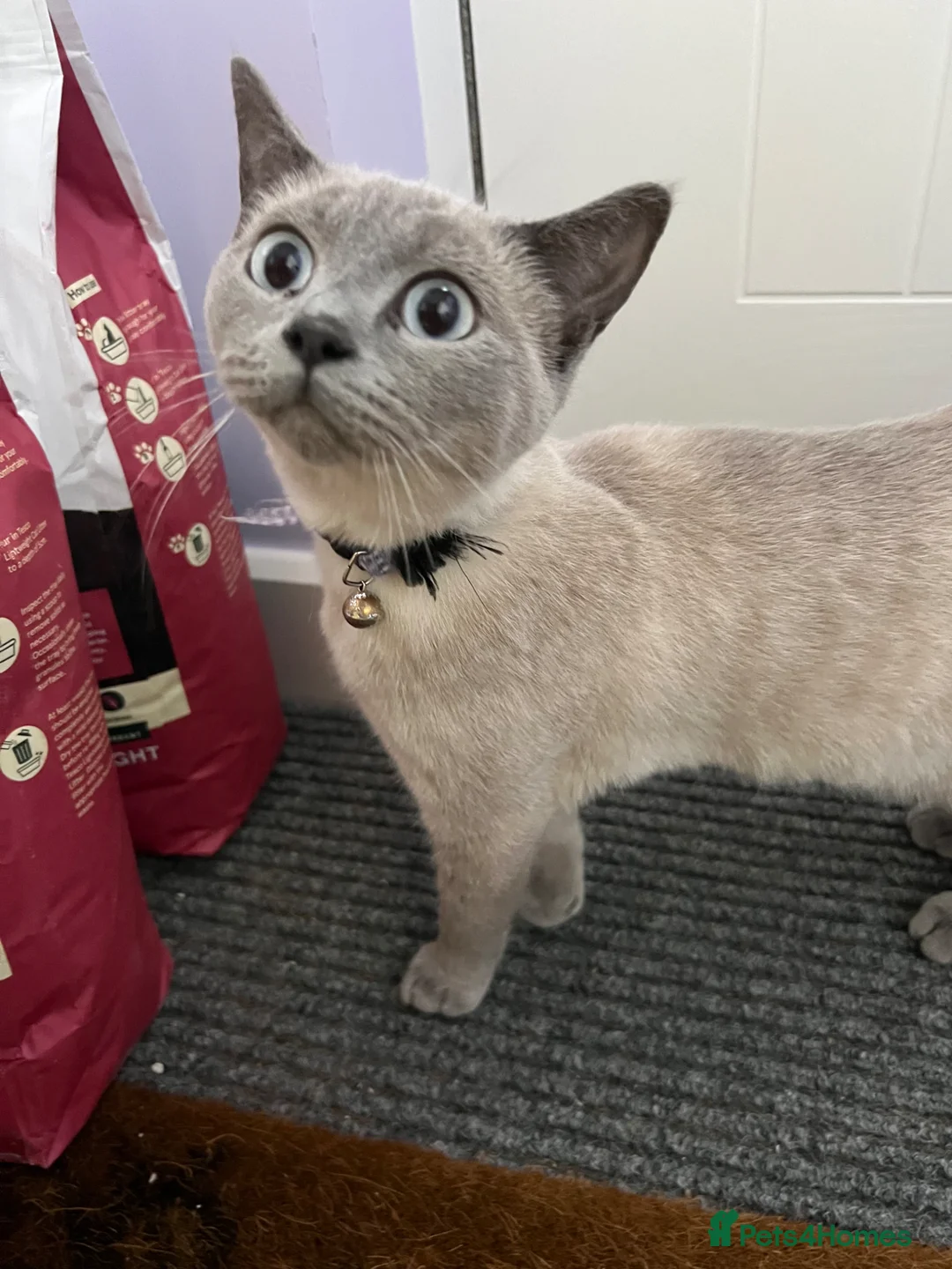 British Shorthair cats for sale: British shorthair blues  in Camborne - Advert 5