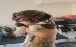 English Springer Spaniel dogs for sale: Springer spaniel puppy's  - Image 6