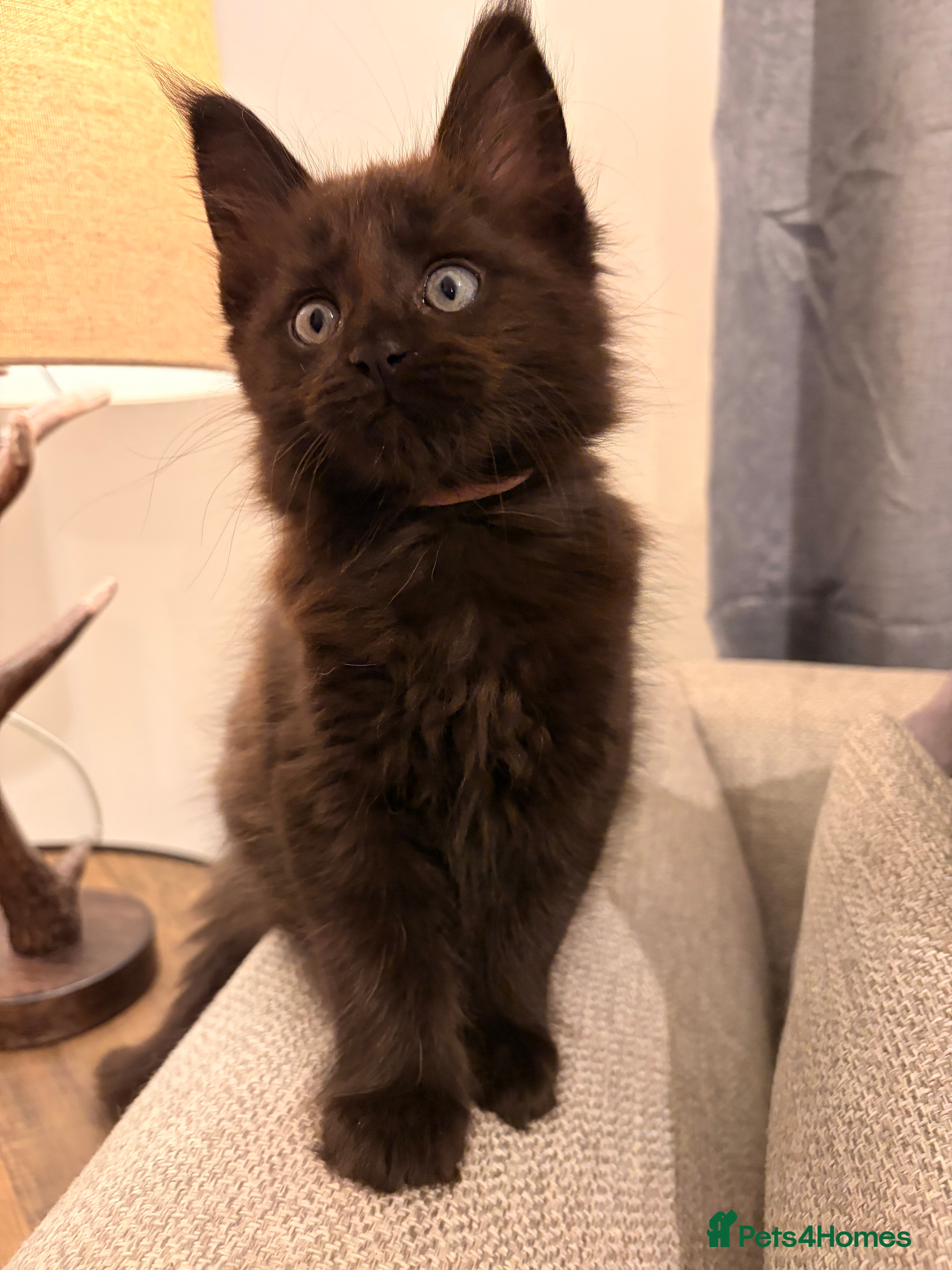 Maine Coon cats Halloween babies 🎃🐈‍⬛ last girl left! - Advert 15