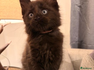 Maine Coon cats Halloween babies 🎃🐈⬛ last girl left! - Advert 3