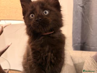 Maine Coon cats Halloween babies 🎃🐈⬛ last girl left! - Advert 13