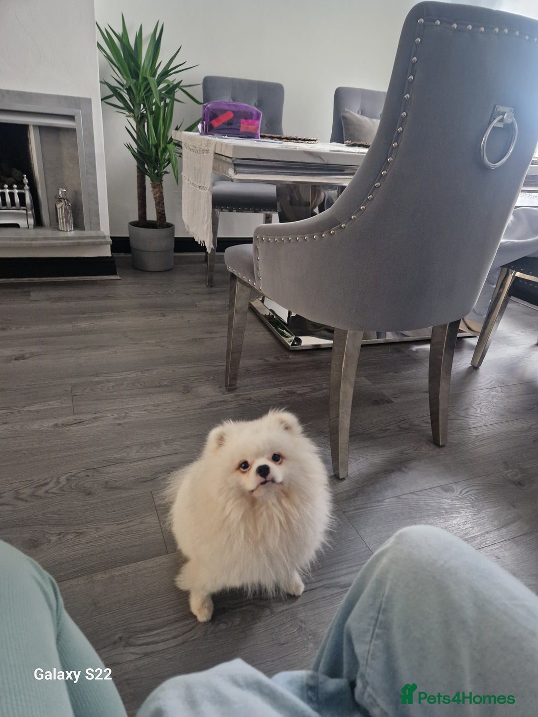 Pomeranian dogs for stud: Pomeranian for stud  - Image 3