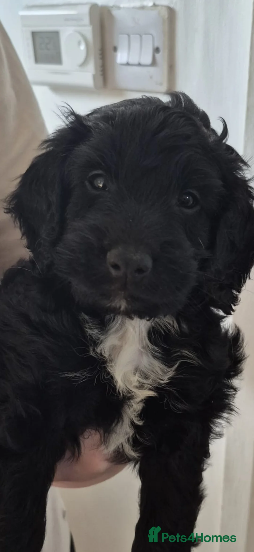 Sproodle dogs for sale: Sproodles  in Durham - Advert 6
