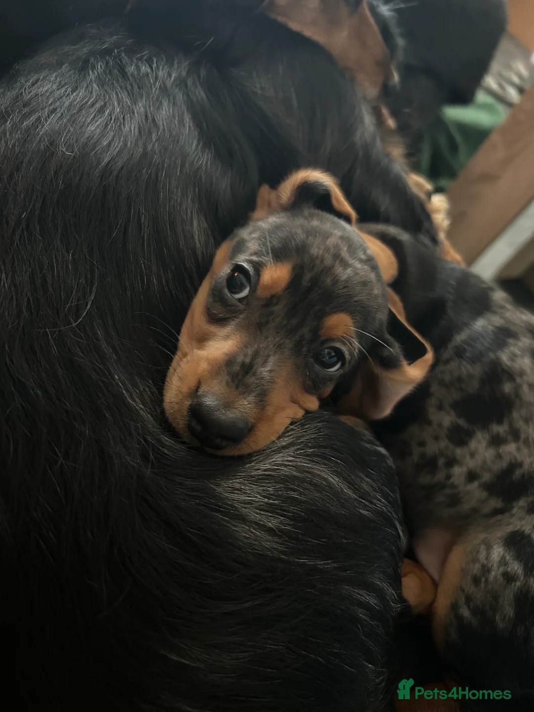 Miniature Dachshund dogs for sale: 2 stunning miniature dachshunds 🔆 - Advert 12