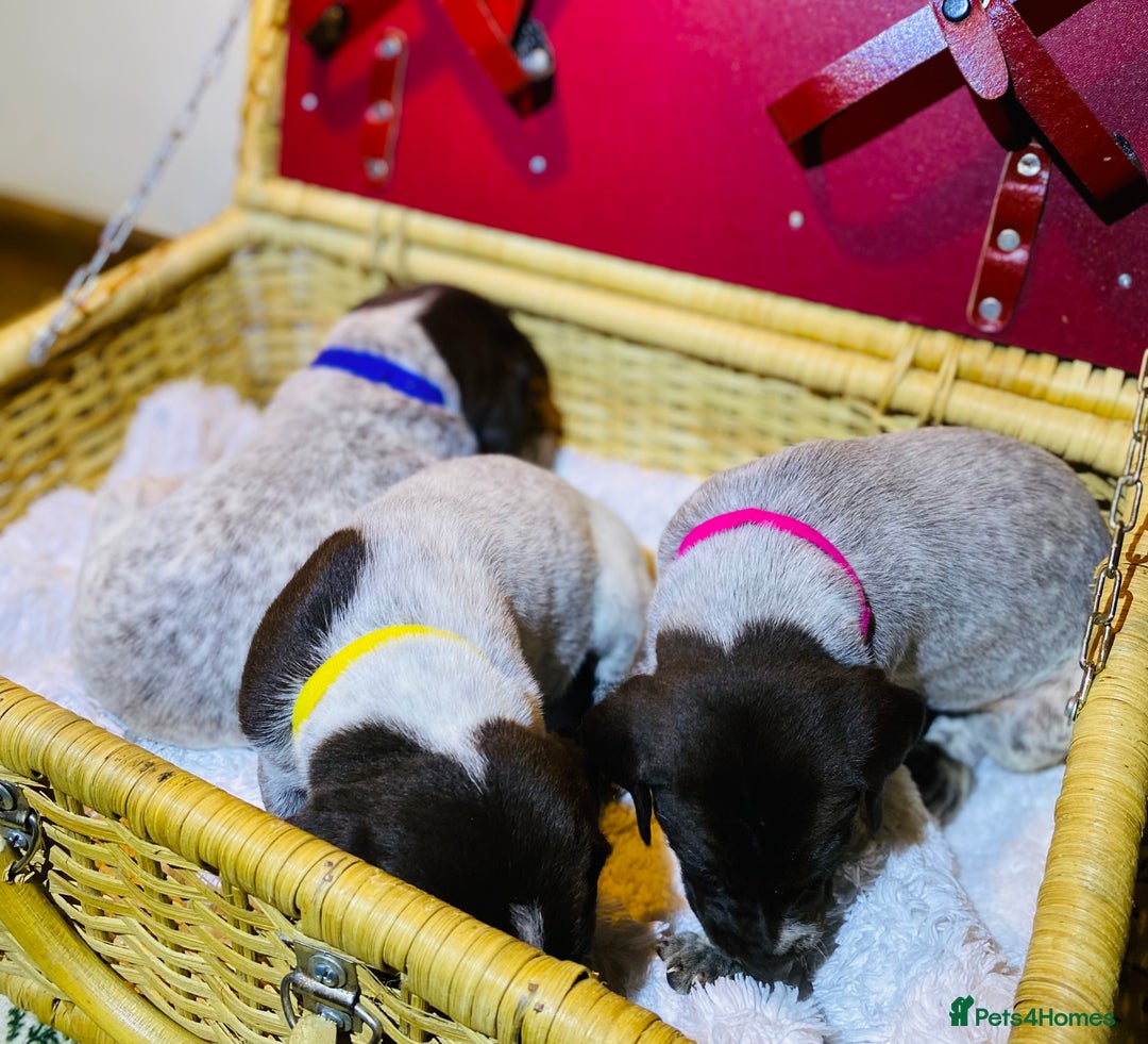 German Shorthaired Pointer dogs for sale: ⭐ 6 adorable German shorthaired pointer puppies ⭐️ - Advert 5