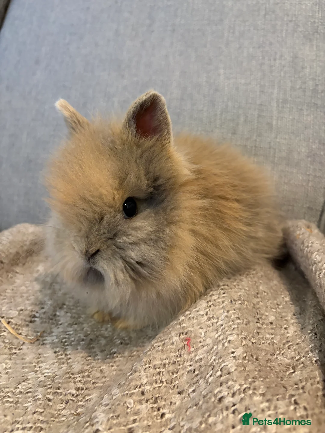 Lionhead rabbits for sale: Double mane lion head baby’s for sale  - Advert 9