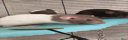 Rat rodents for sale: Baby rats! Mixed sexes and colours in Sheffield - Advert 8