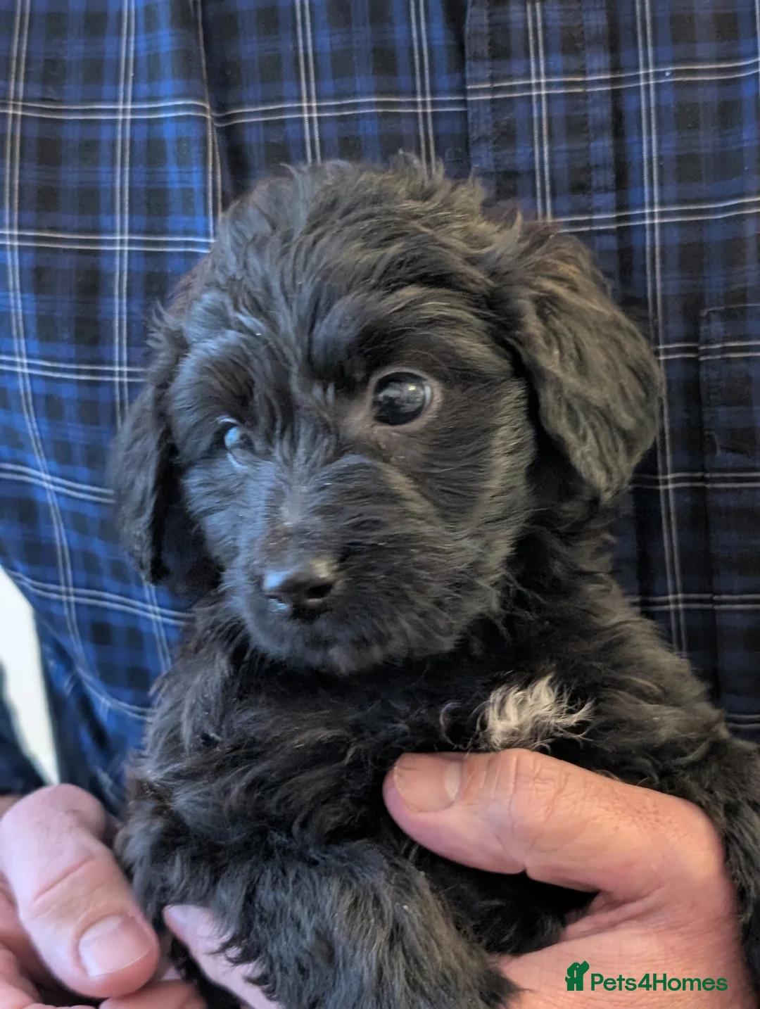 Jackapoo dogs for sale: Beautiful Jackapoo puppies  - Advert 7