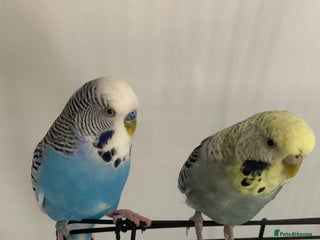 Budgerigars birds 2 Budgies with Medium Cage & Accessories - Advert 1