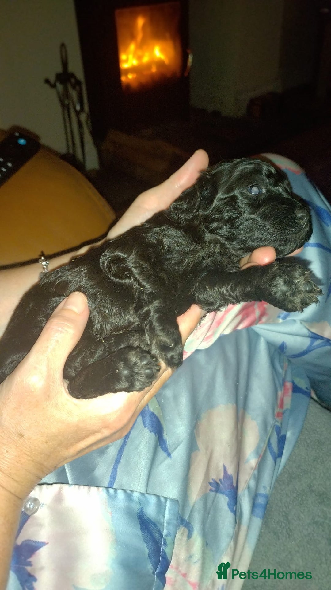 Cockapoo dogs for sale: F2 Cockapoo pups  - Image 13