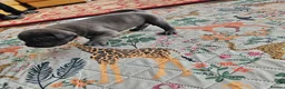 Mixed Breed dogs for sale: Cane Corso x Performance Mastiff   - Advert 33