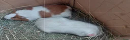 Guinea Pig rodents for sale: PEANUT & CHARLIE BROWN bonded male guineapigs  - Advert 5