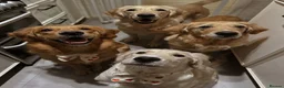 Golden Retriever dogs for sale: 🧸 Puppies Arrived - Pedigree KC Boys Available 🧸 - Advert 12