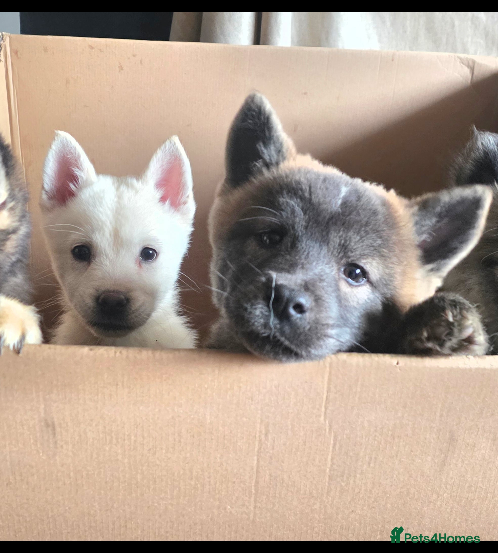 Mixed Breed dogs Two adorable male Chowski pups for sale - Advert 5