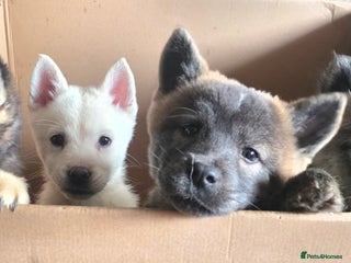 Mixed Breed dogs Two adorable male Chowski pups for sale - Advert 3
