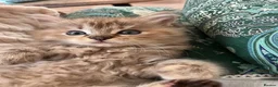 Ragdoll cats for sale: Ragdoll kitten. Cherubim sepia female . Tica reg  in Sheerness - Advert 11