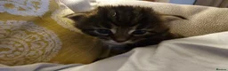 Maine Coon cats for sale: Maine Coon X kittens - Advert 16