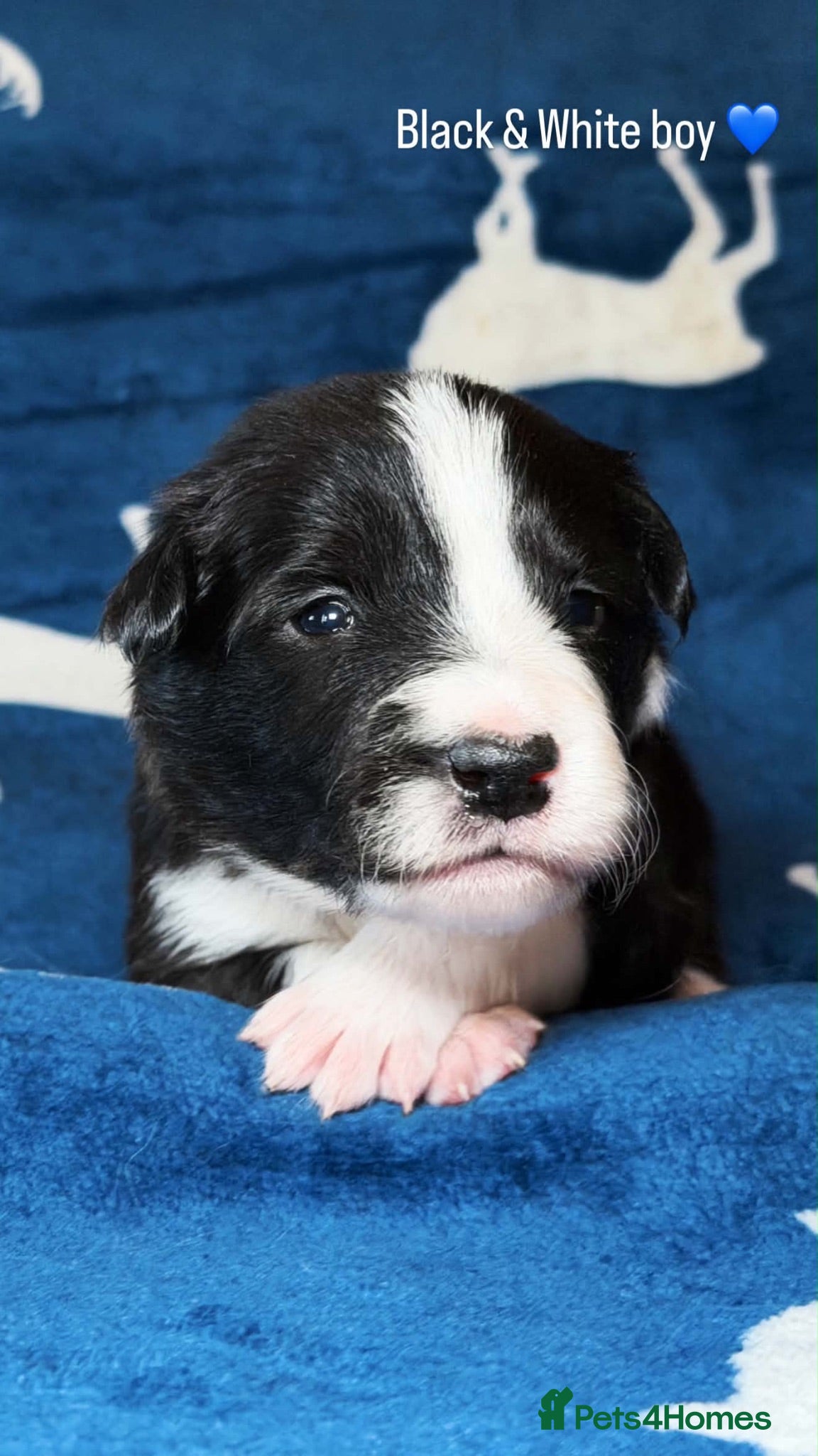 Border Collie dogs Stunning Champion line puppies  - Advert 2