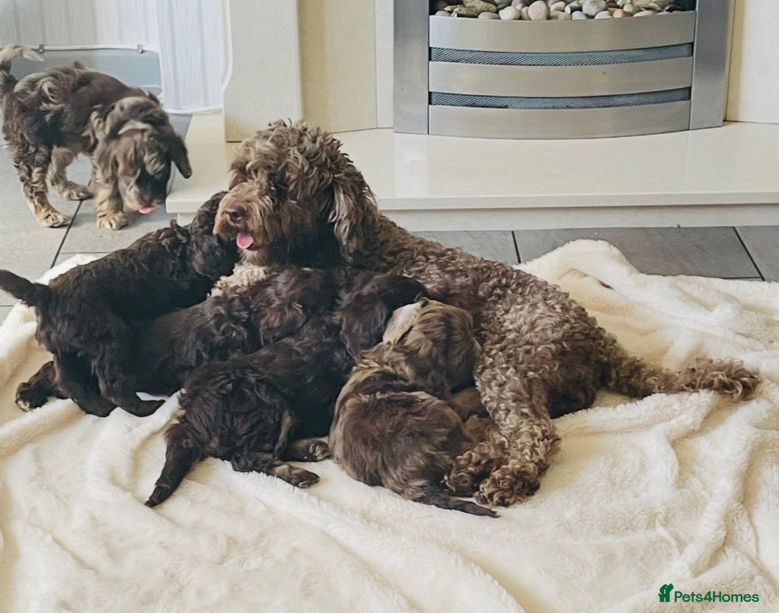 Cockapoo dogs for sale: Stunning Cockapoos Merle and Chocolate  - Advert 4