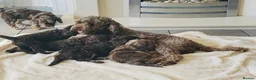 Cockapoo dogs for sale: Stunning Cockapoos - Advert 4