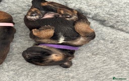 Border Terrier dogs for sale: Border Terrier KC Reg puppies - Image 10