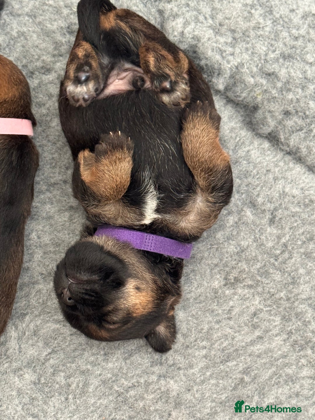 Border Terrier dogs for sale: Border Terrier KC Reg puppies - Image 10