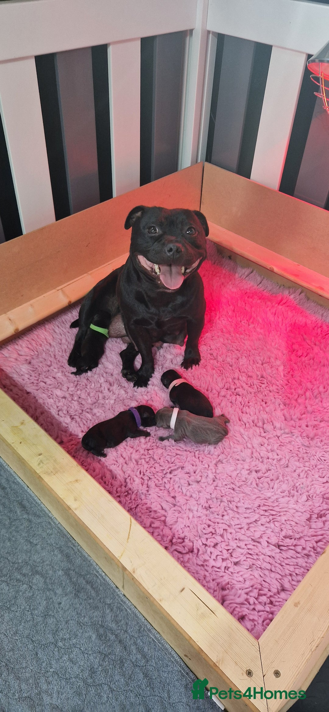 Staffordshire Bull Terrier dogs for sale: Black Female Staffordshire Bull Terrier - Image 11