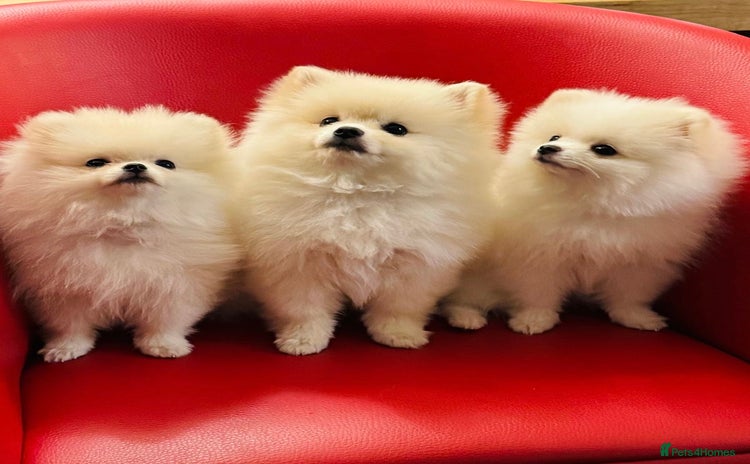 Pomeranian dogs - Advert 3