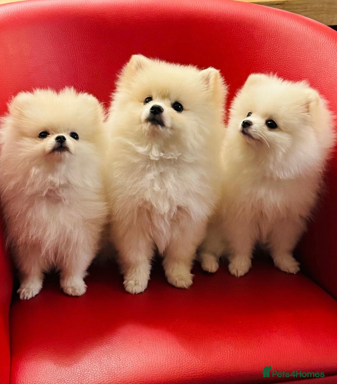 Pomeranian dogs for sale: 🐶 Adorable Pomeranian Puppies for Sale! 🐾 - Image 1