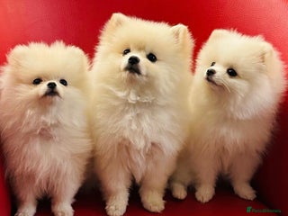 Pomeranian dogs - Advert 4
