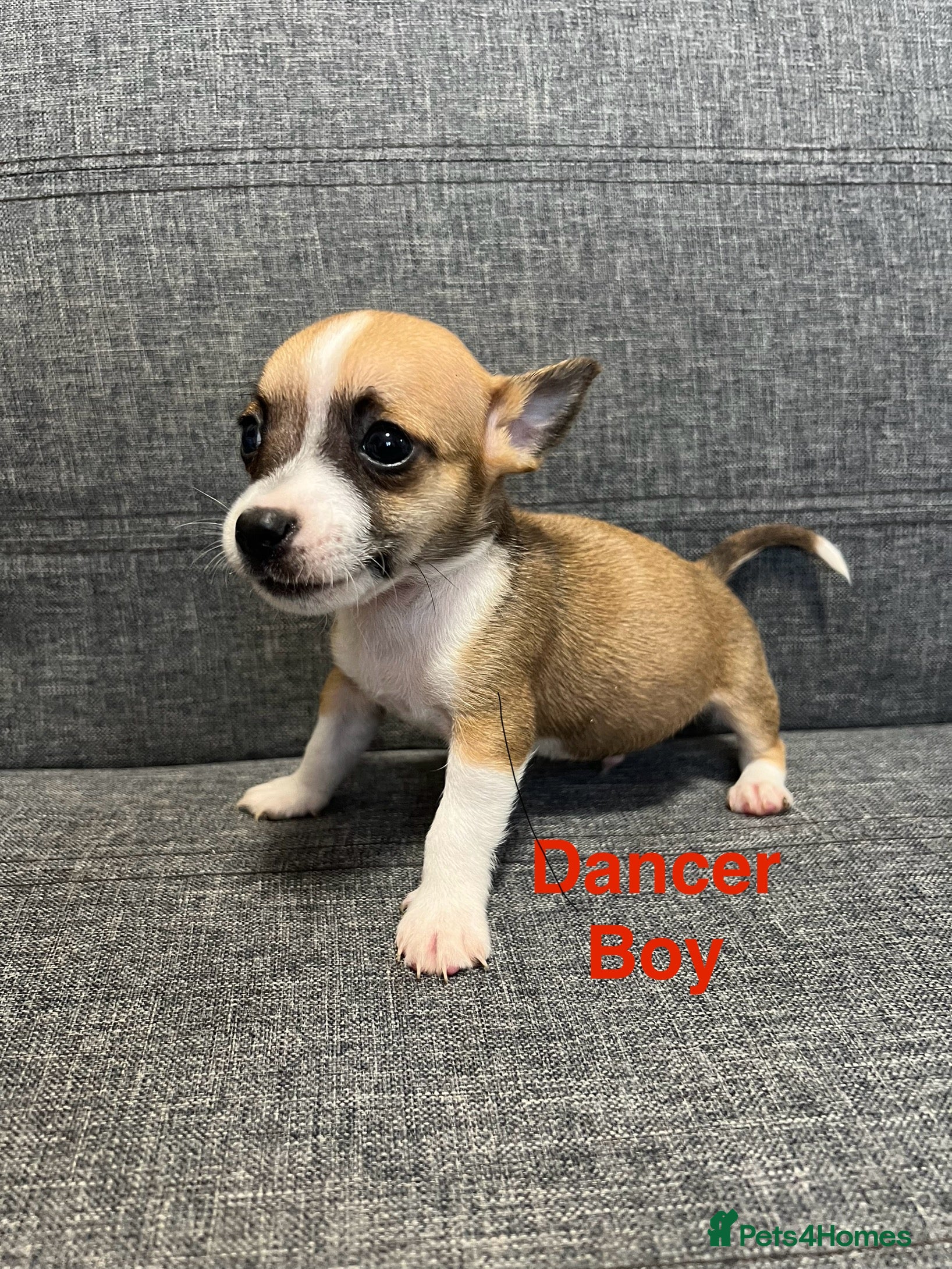 Jack Russell dogs Jack russel puppies for sale  - Advert 8