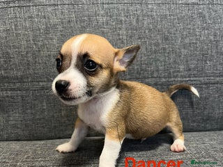 Jack Russell dogs Jack russel puppies for sale - Advert 8