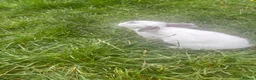 English Lop rabbits for sale: Rabbits  - Advert 6