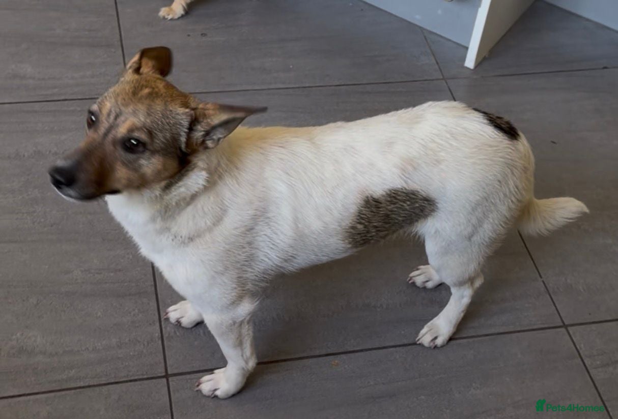 Jack Russell dogs for sale:  PENNY – Female Jack Russell Terrier  - Advert 3