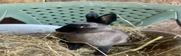 Polish rabbits for sale: Stunning litter of polish dwarf rabbits  - Advert 1