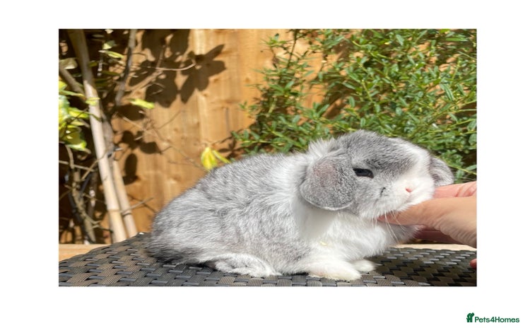 Mini Lop rabbits - Advert 7