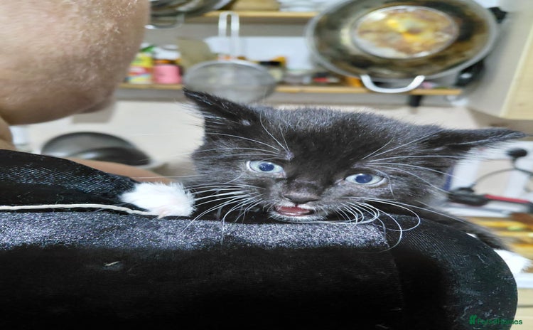 Mixed Breed cats - Advert 16